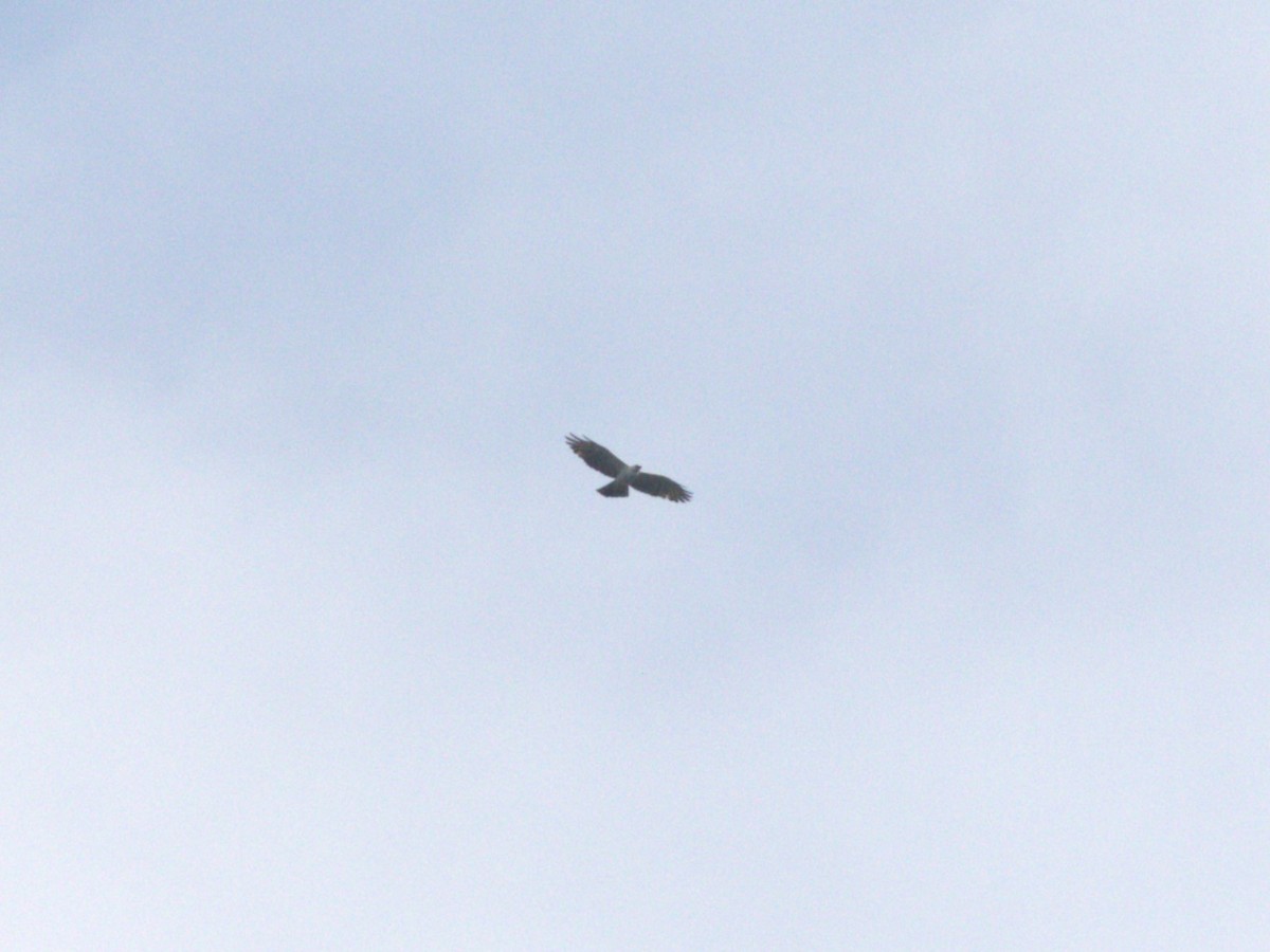 Black-and-white Hawk-Eagle - ML623916374