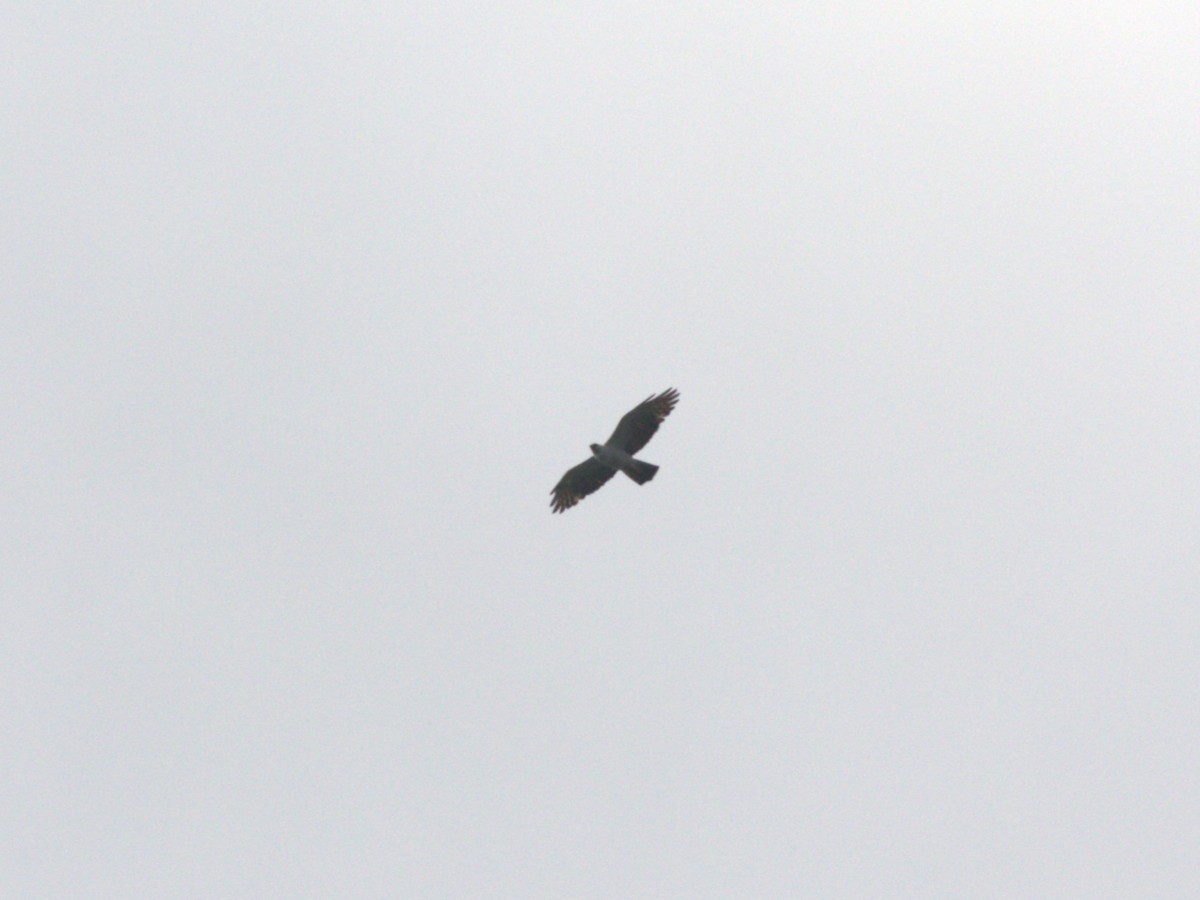 Black-and-white Hawk-Eagle - ML623916375