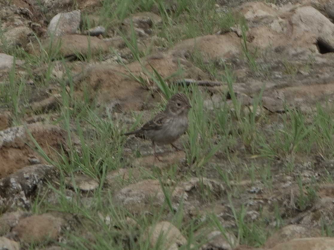 Brewer's Sparrow - ML623916377