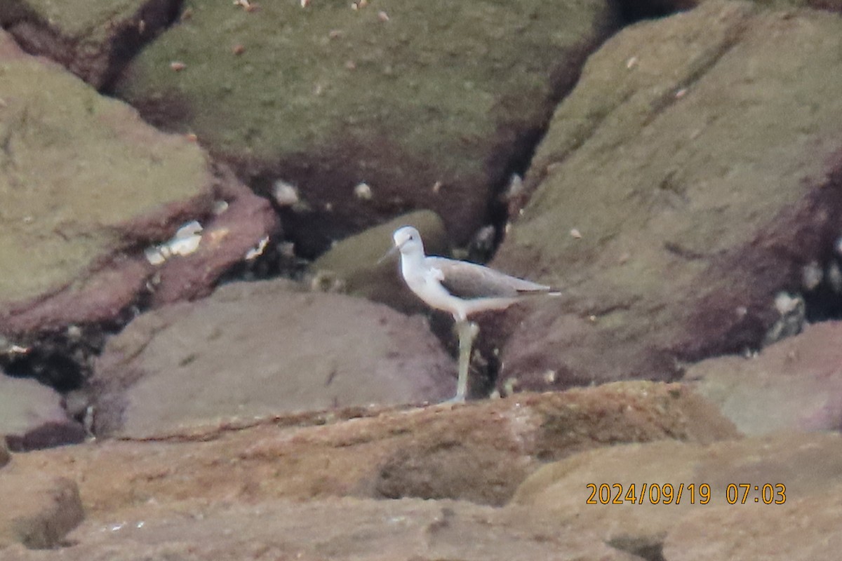 Marsh Sandpiper - ML623916381