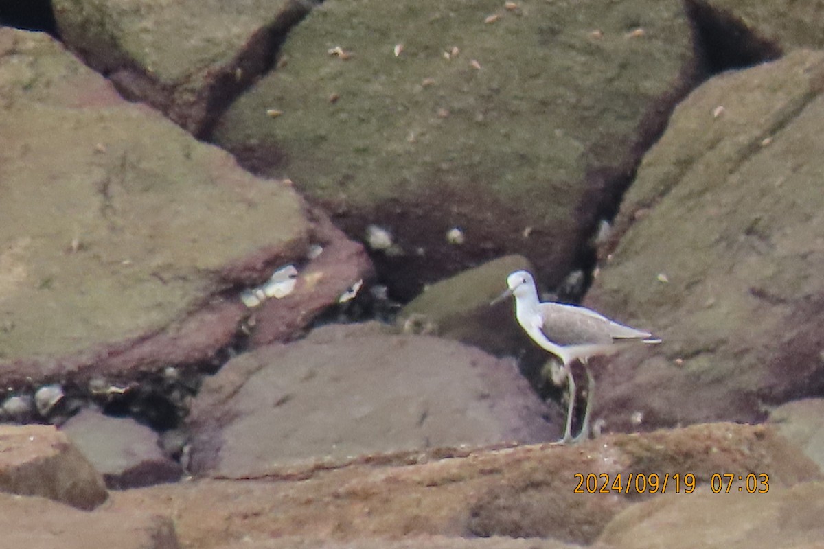 Marsh Sandpiper - ML623916384