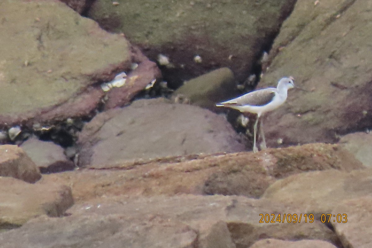 Marsh Sandpiper - ML623916386