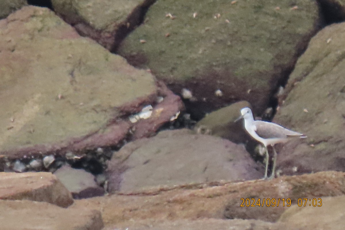 Marsh Sandpiper - ML623916387