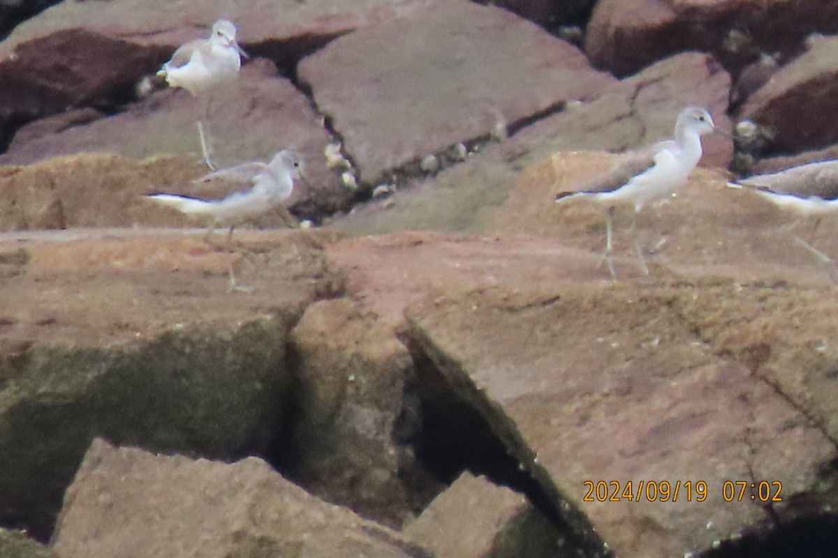 Marsh Sandpiper - ML623916388