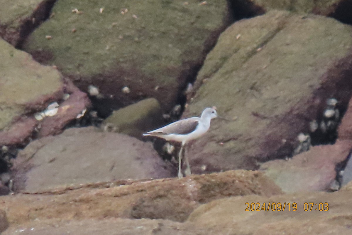 Marsh Sandpiper - ML623916389