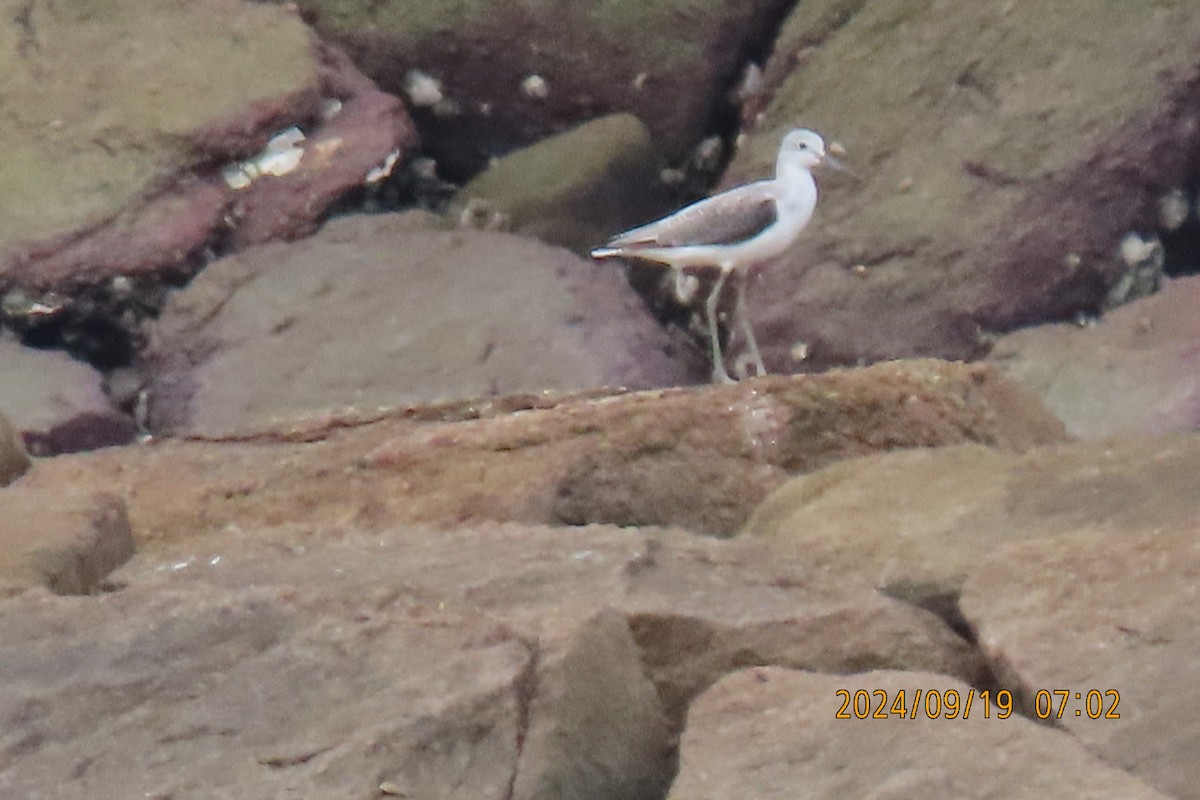 Marsh Sandpiper - ML623916391