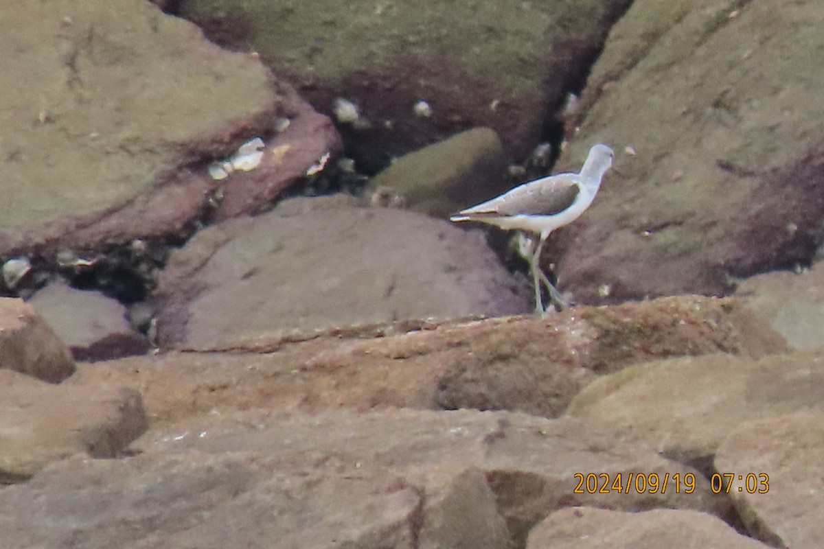 Marsh Sandpiper - ML623916392