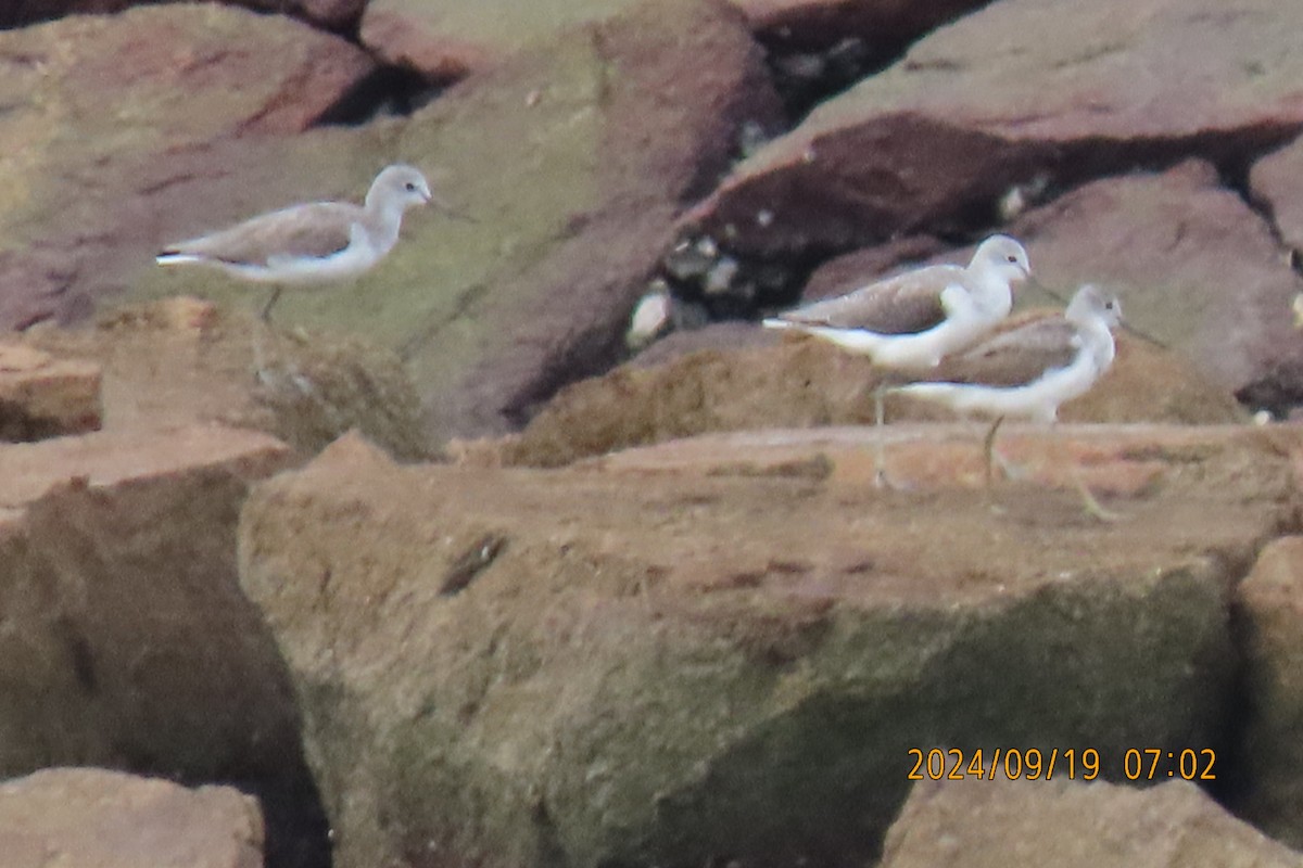 Marsh Sandpiper - ML623916395