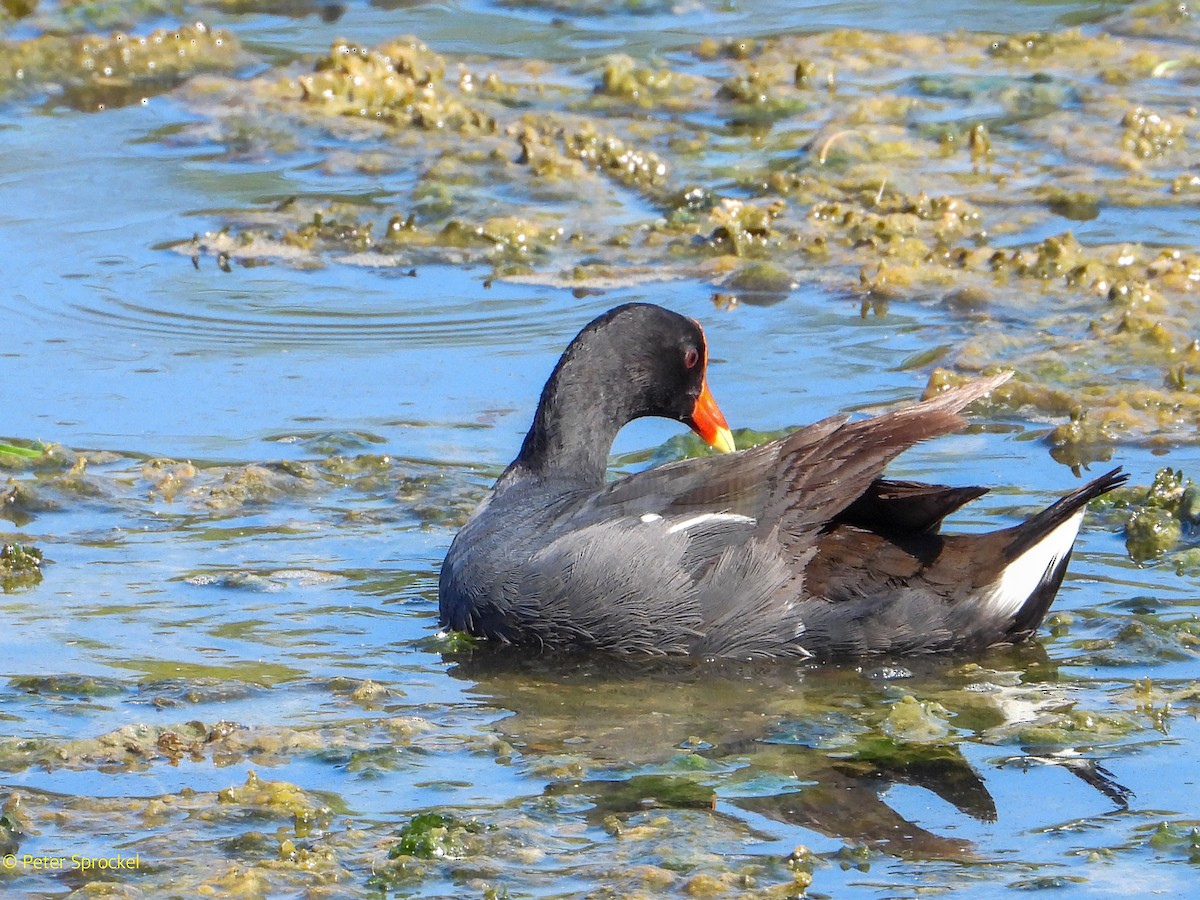 Common Gallinule - ML623916396