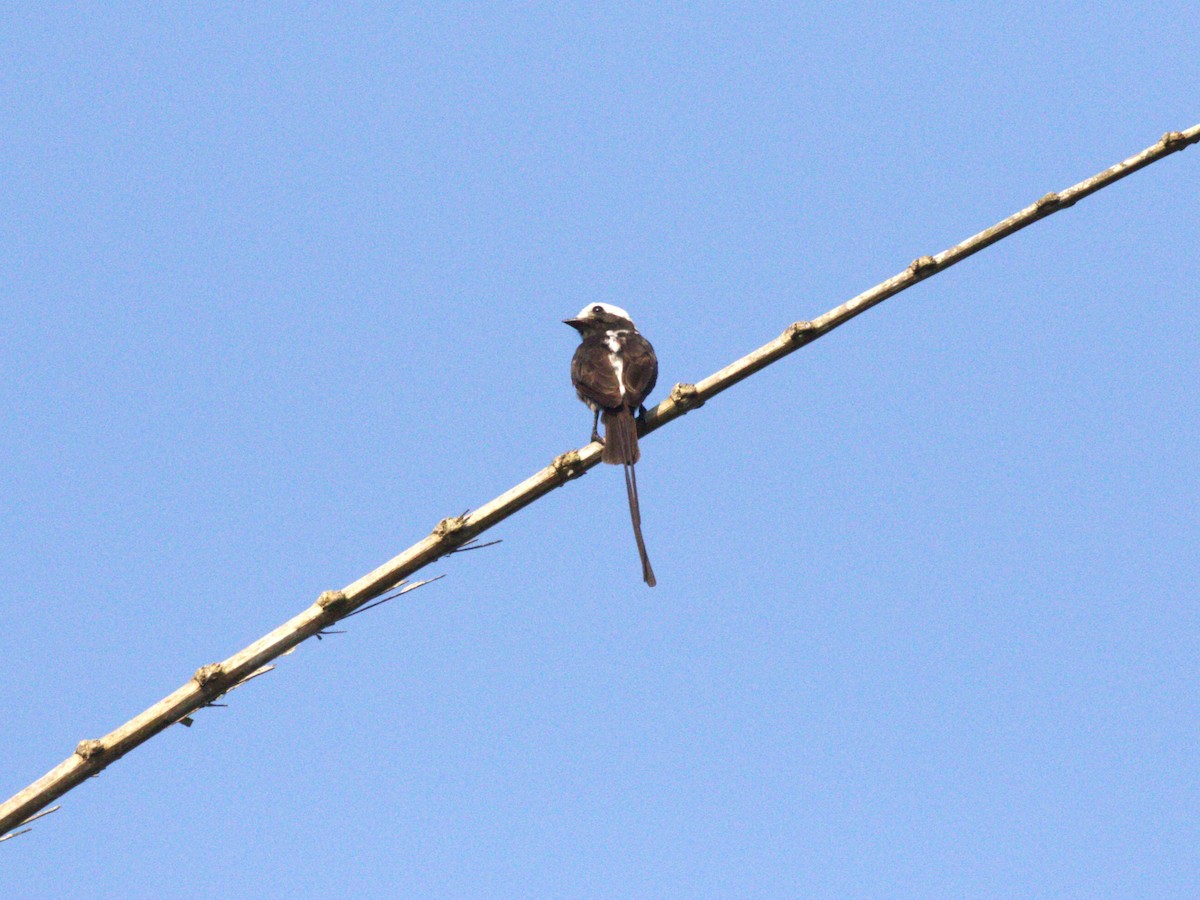 Long-tailed Tyrant - ML623916397