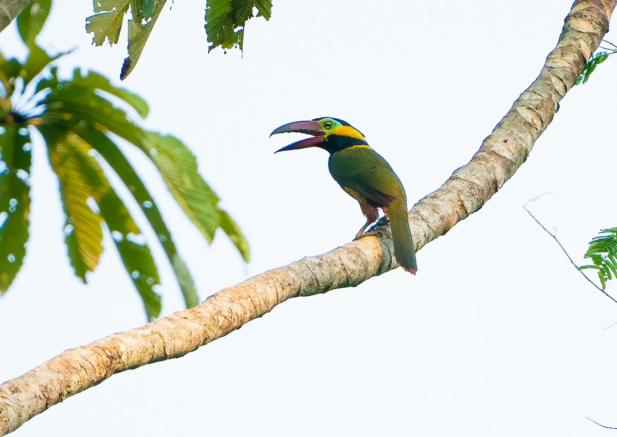 Golden-collared Toucanet - ML623916400