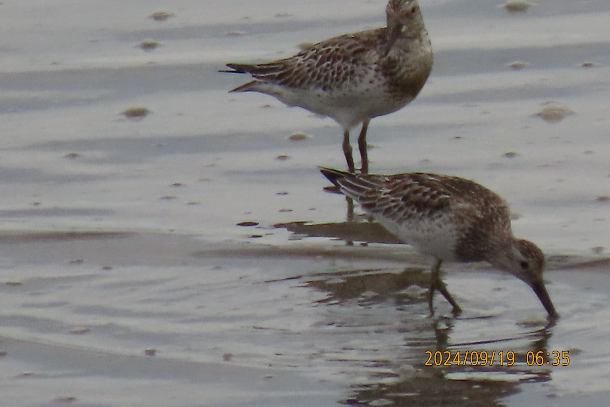 Great Knot - ML623916415