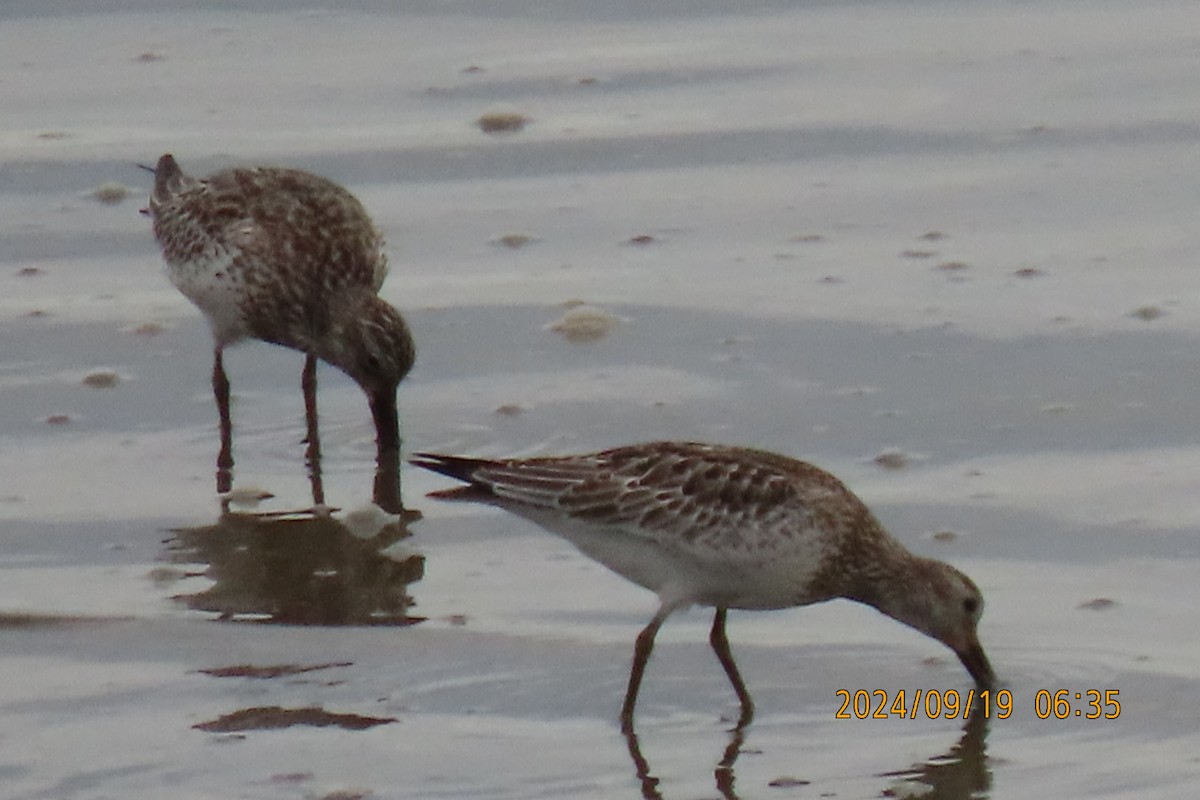 Great Knot - ML623916416