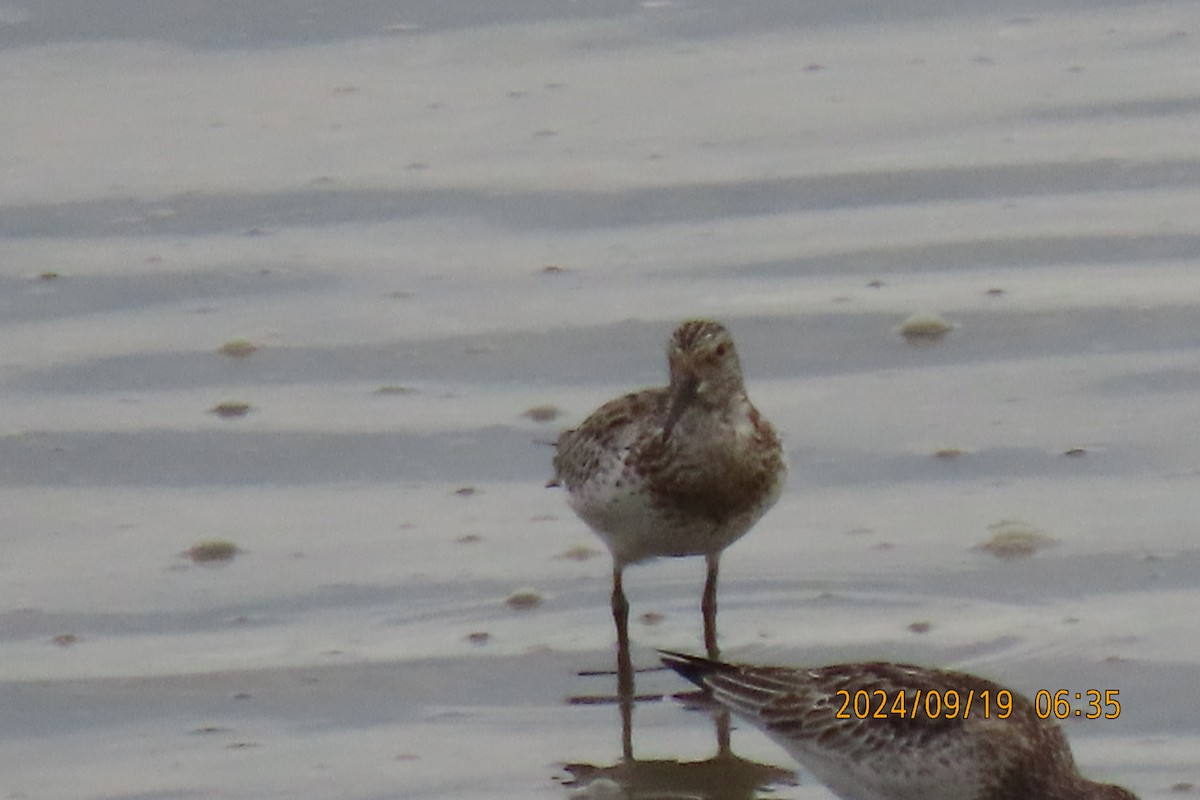 Great Knot - ML623916418