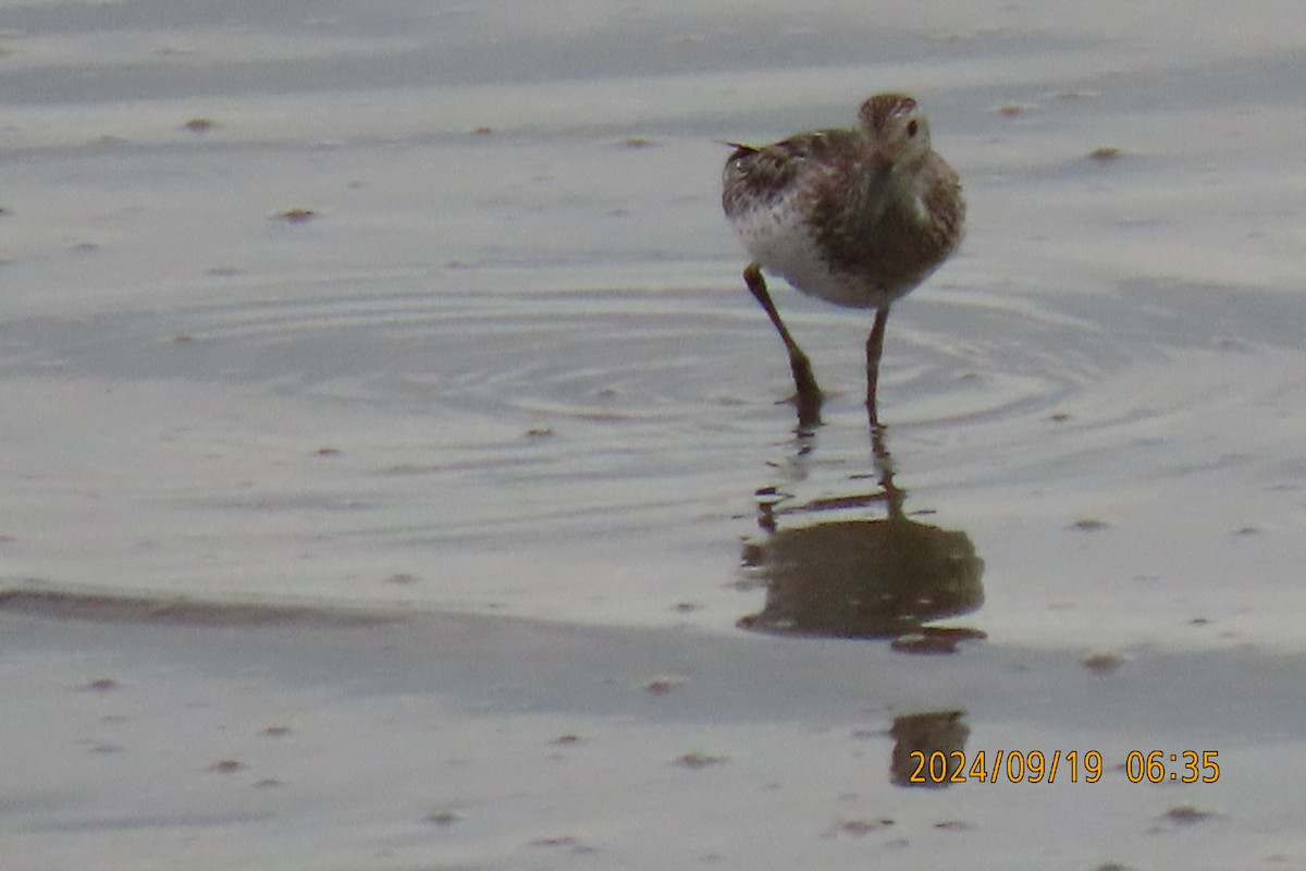 Great Knot - ML623916419