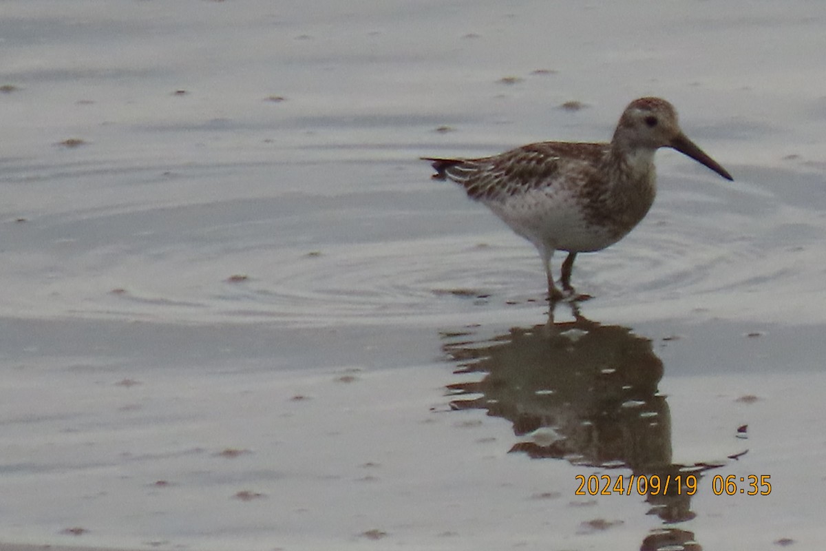 Great Knot - ML623916423