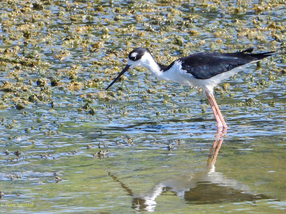 Black-necked Stilt - Peter Sprockel