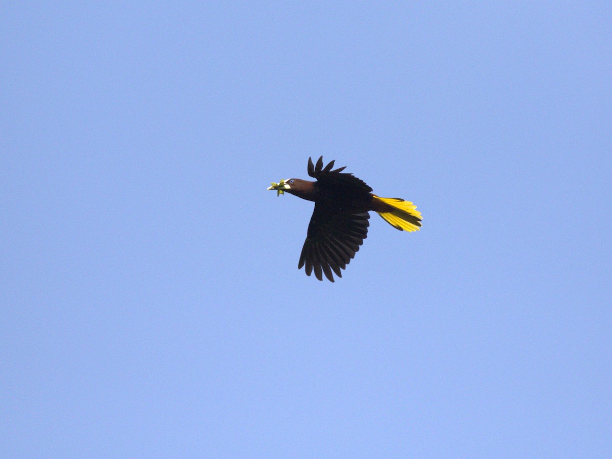 Crested Oropendola - Menachem Goldstein