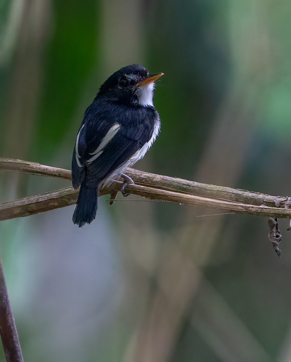 Black-and-white Tody-Flycatcher - ML623916525