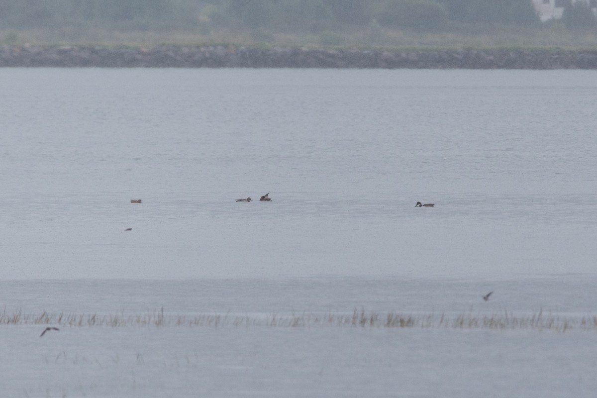 Northern Shoveler - ML623916534