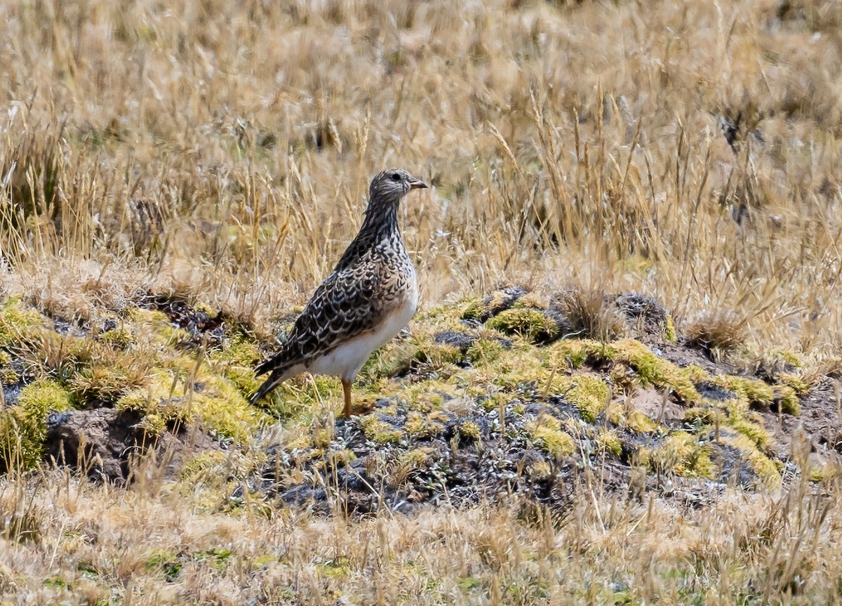 Gray-breasted Seedsnipe - ML623916535