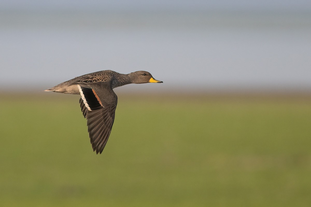 Yellow-billed Teal - ML623916537