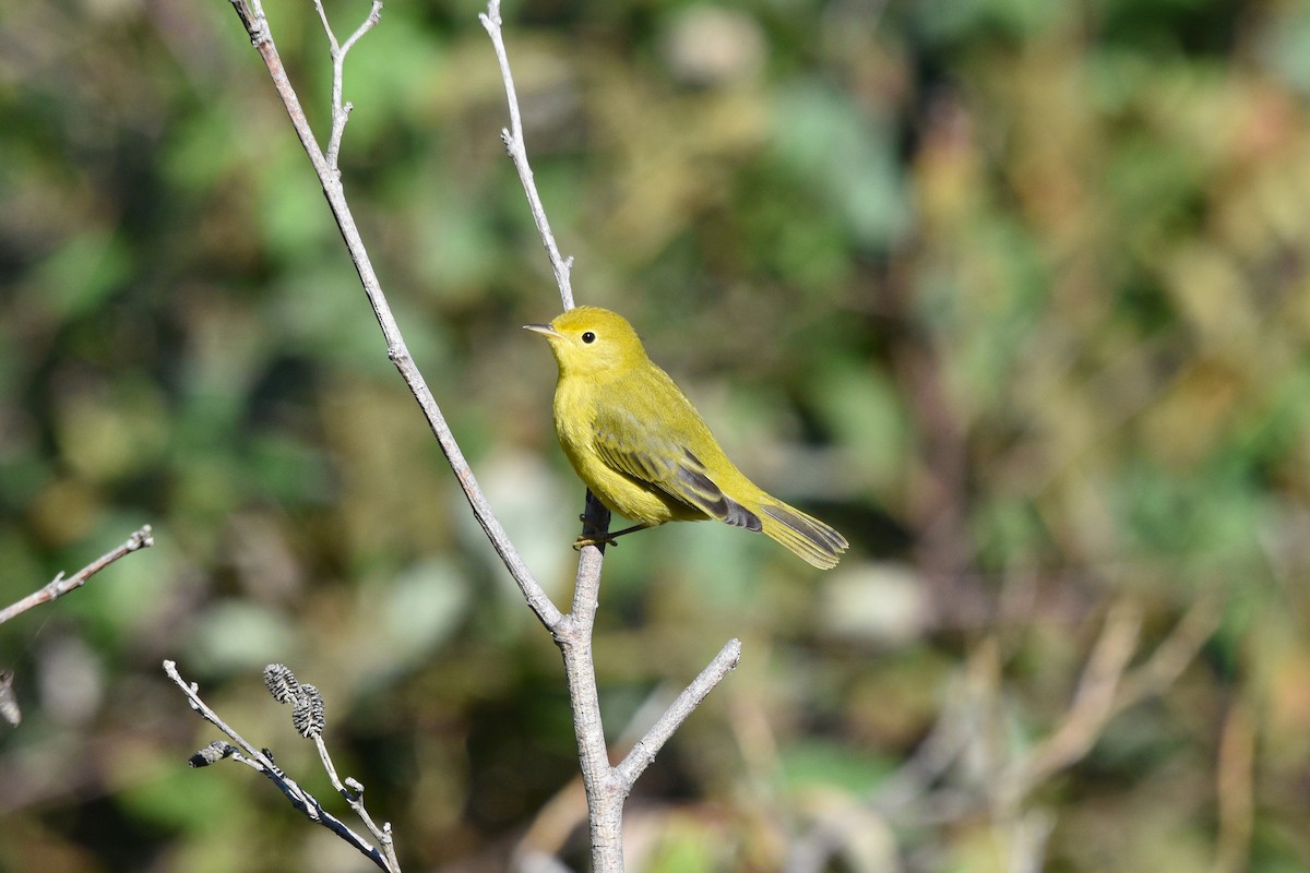 Yellow Warbler (Northern) - ML623916558