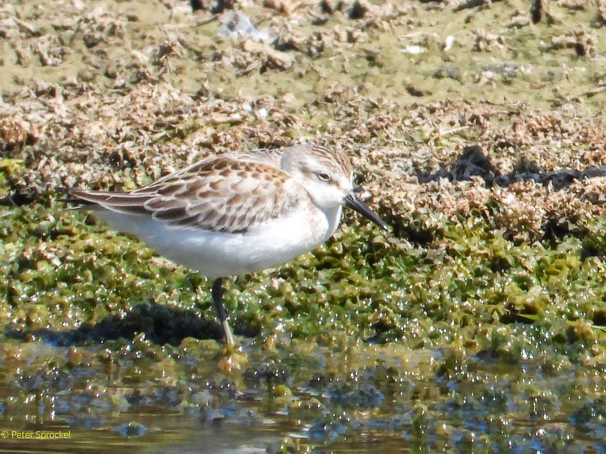 Western Sandpiper - Peter Sprockel