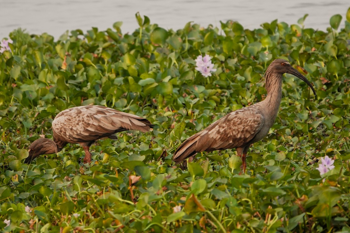 Plumbeous Ibis - ML623916593