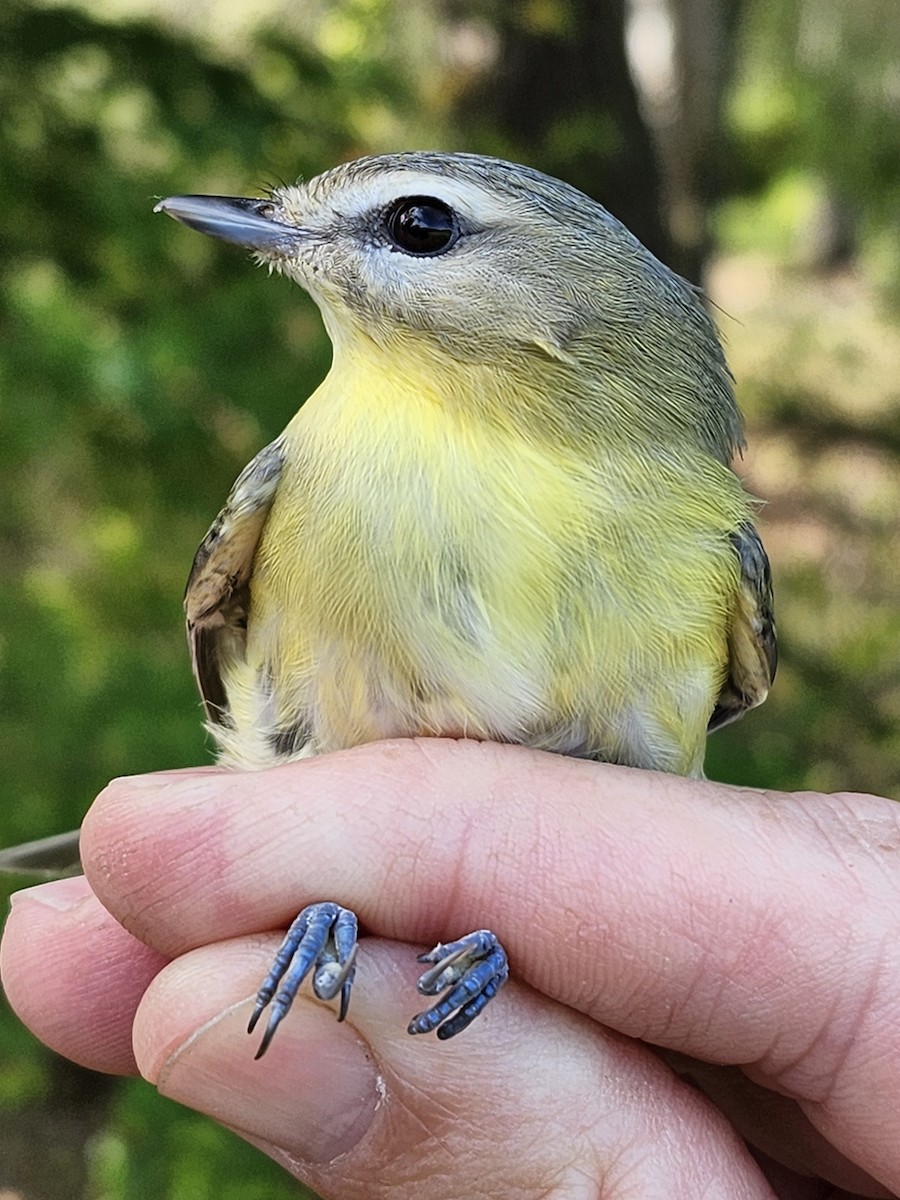 Philadelphia Vireo - ML623916602