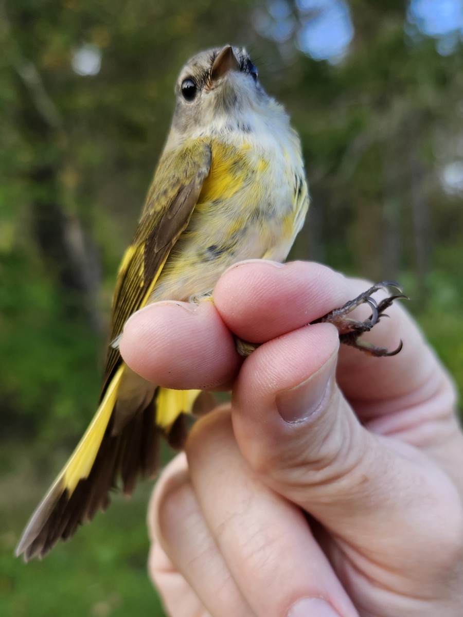 American Redstart - ML623916605