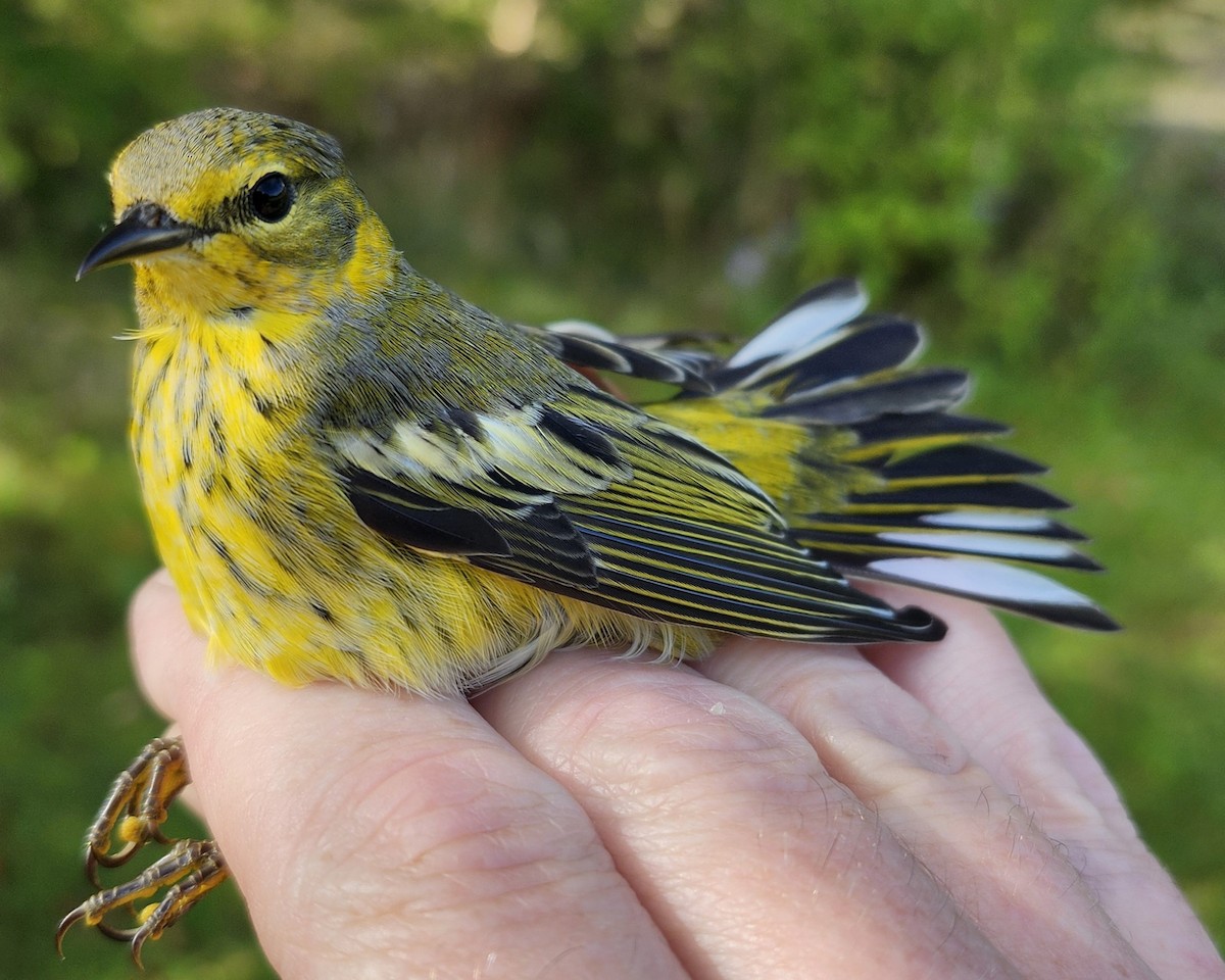 Cape May Warbler - ML623916614