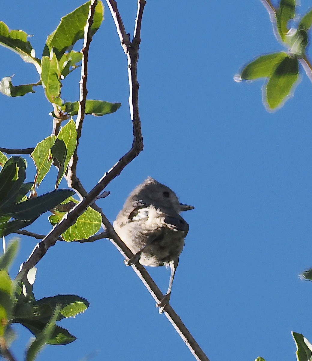 Juniper Titmouse - ML623916620