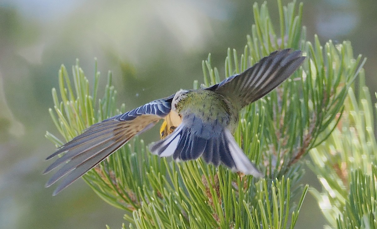 Townsend's Warbler - ML623916623