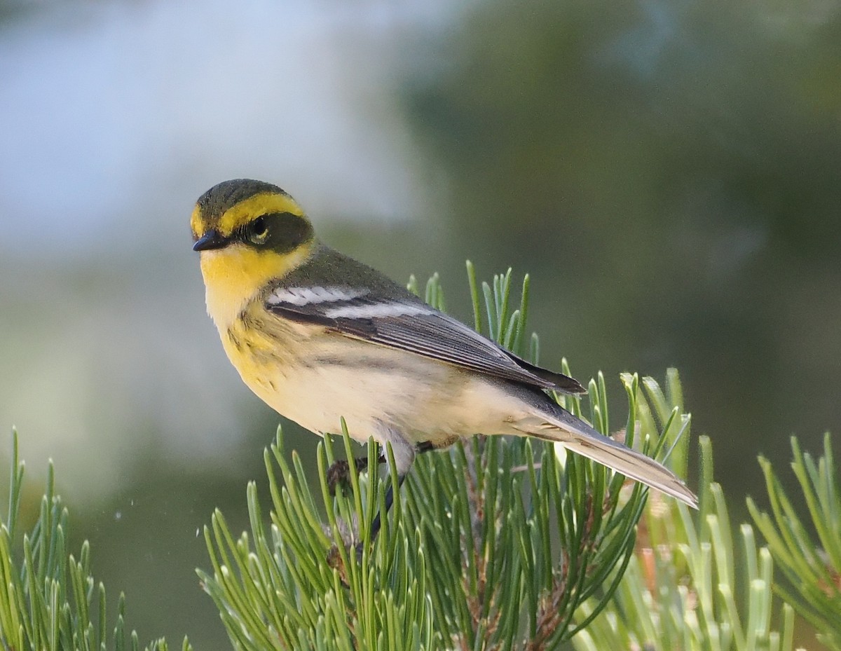 Townsend's Warbler - ML623916624