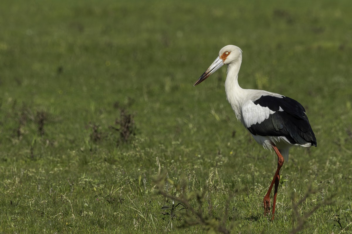 Maguari Stork - ML623916628