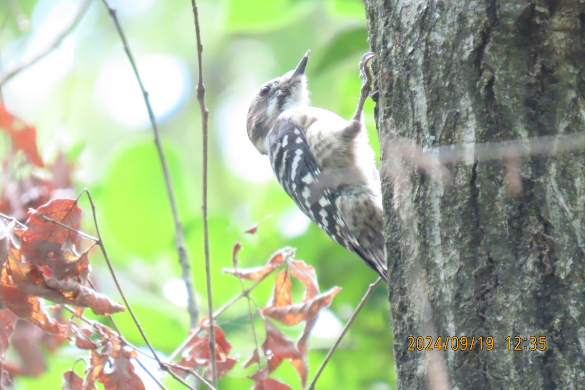 Japanese Pygmy Woodpecker - ML623916632