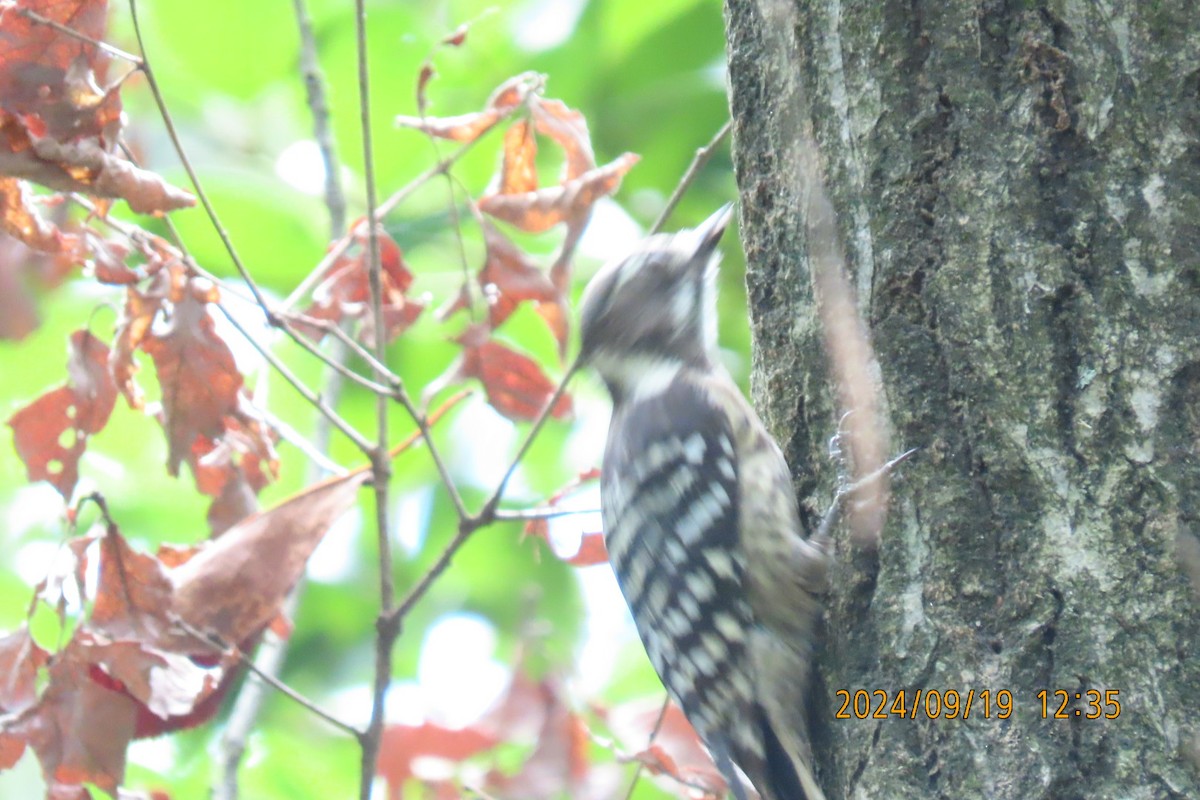 Japanese Pygmy Woodpecker - ML623916633