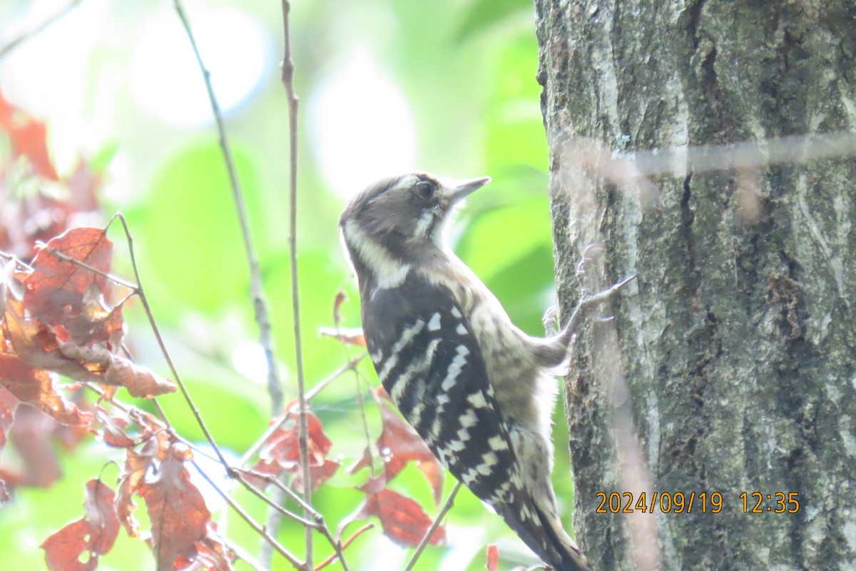 Japanese Pygmy Woodpecker - ML623916634