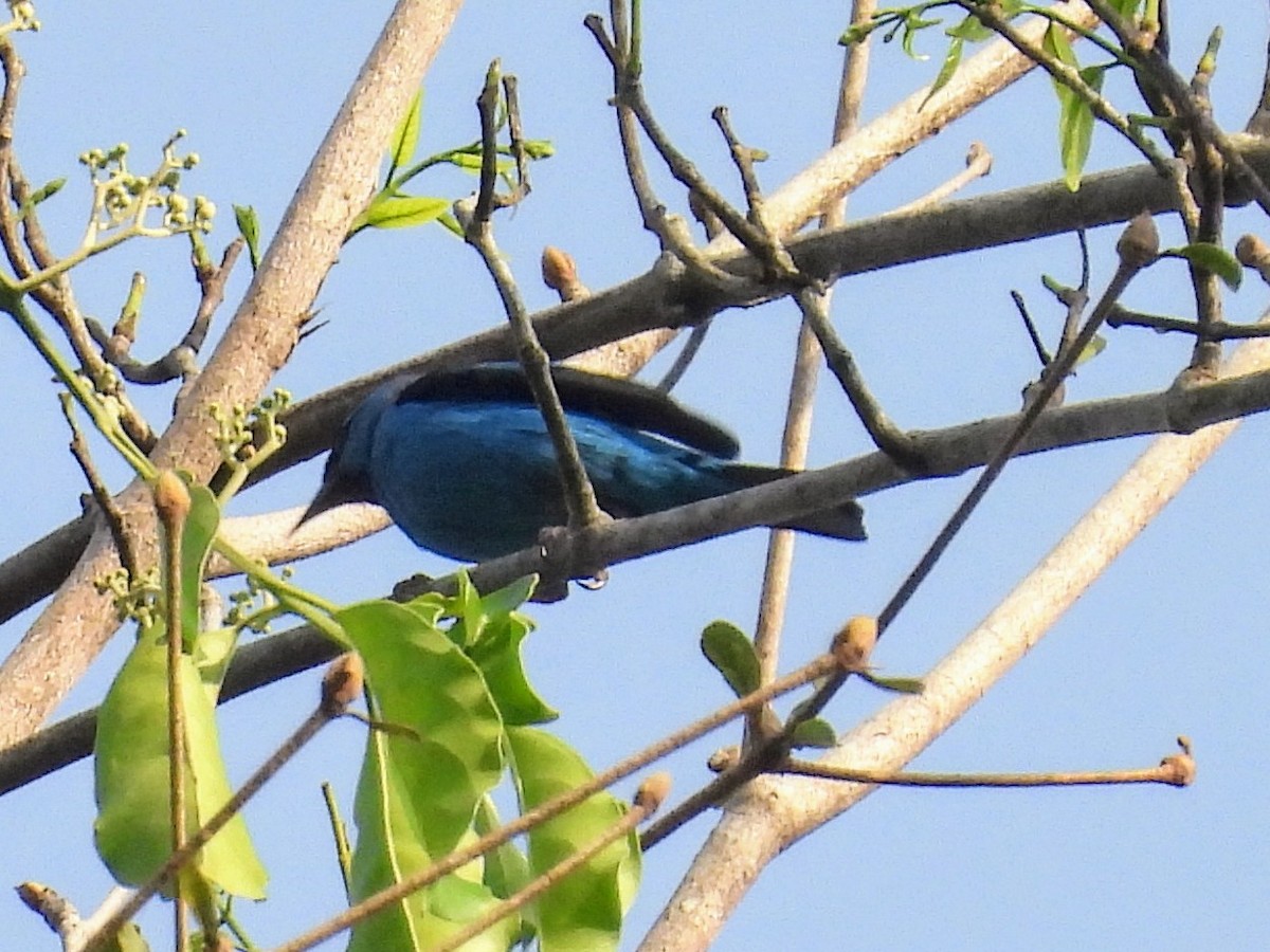 Blue Dacnis - ML623916637