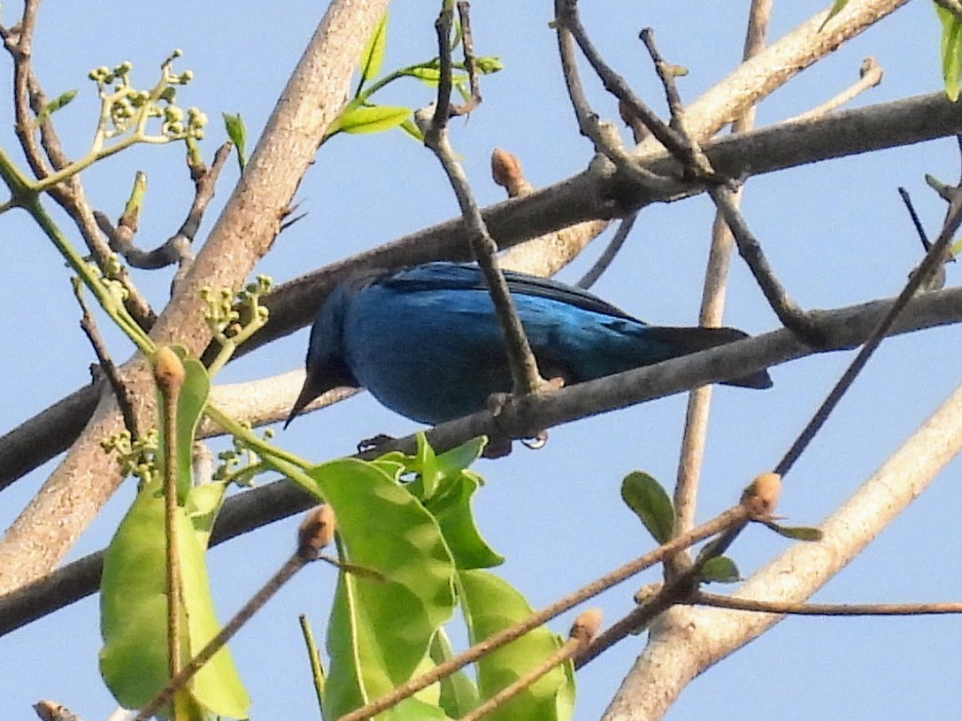 Blue Dacnis - ML623916638