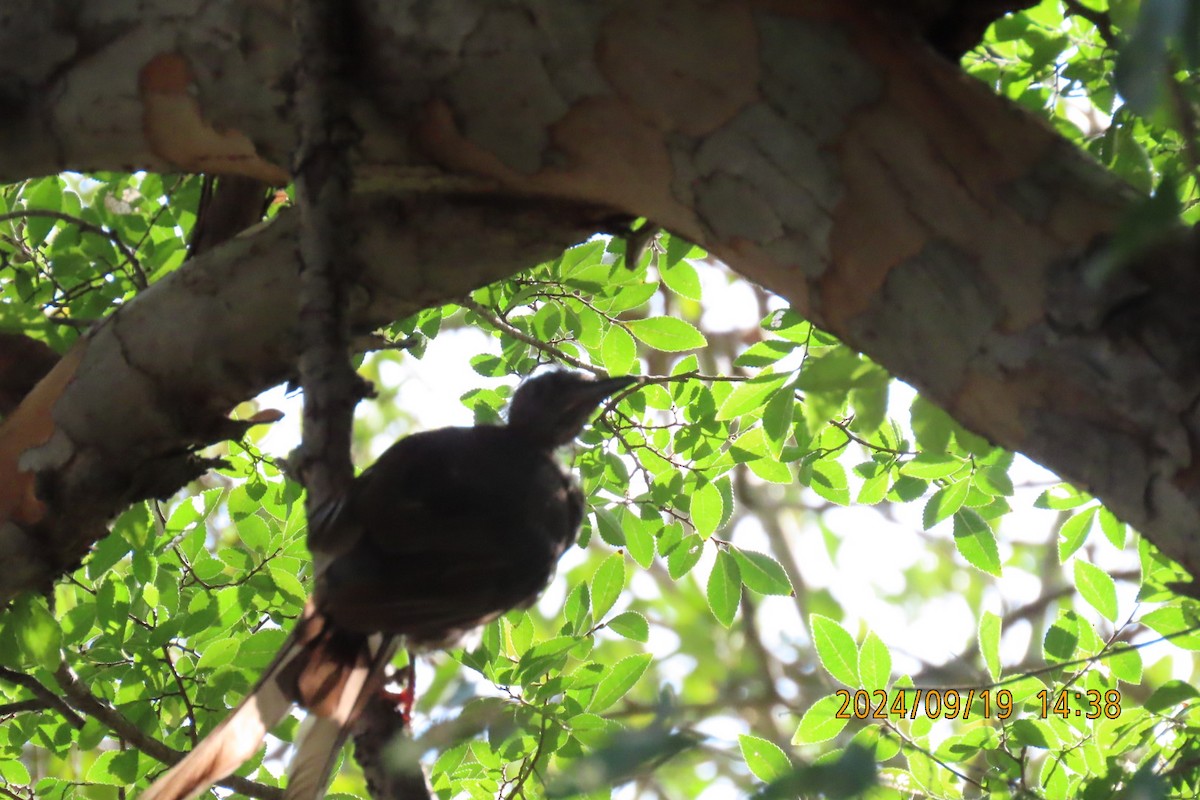 Brown-eared Bulbul - ML623916671