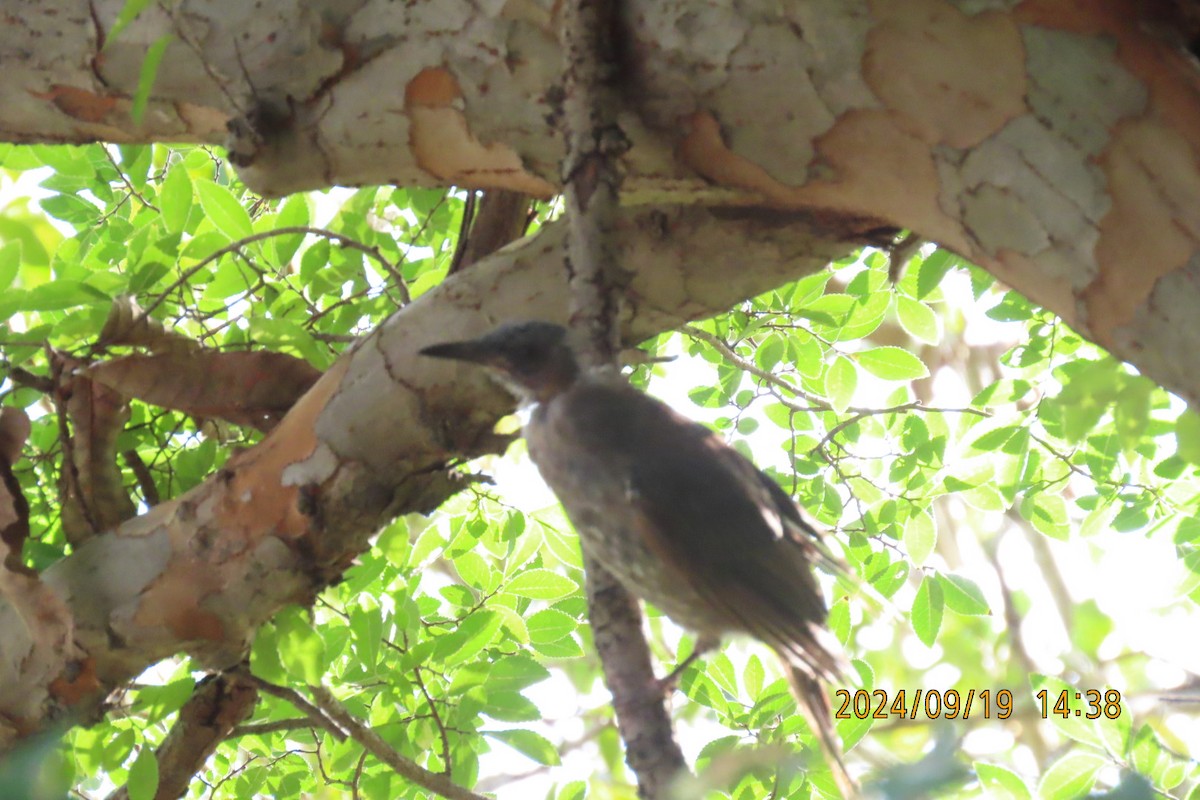 Brown-eared Bulbul - ML623916675