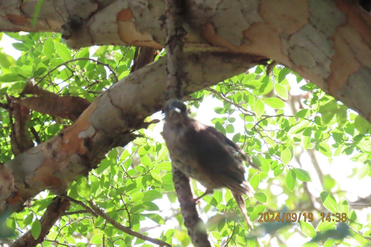 Brown-eared Bulbul - ML623916682