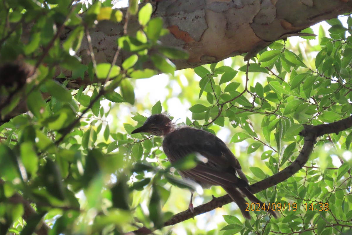 Brown-eared Bulbul - ML623916684