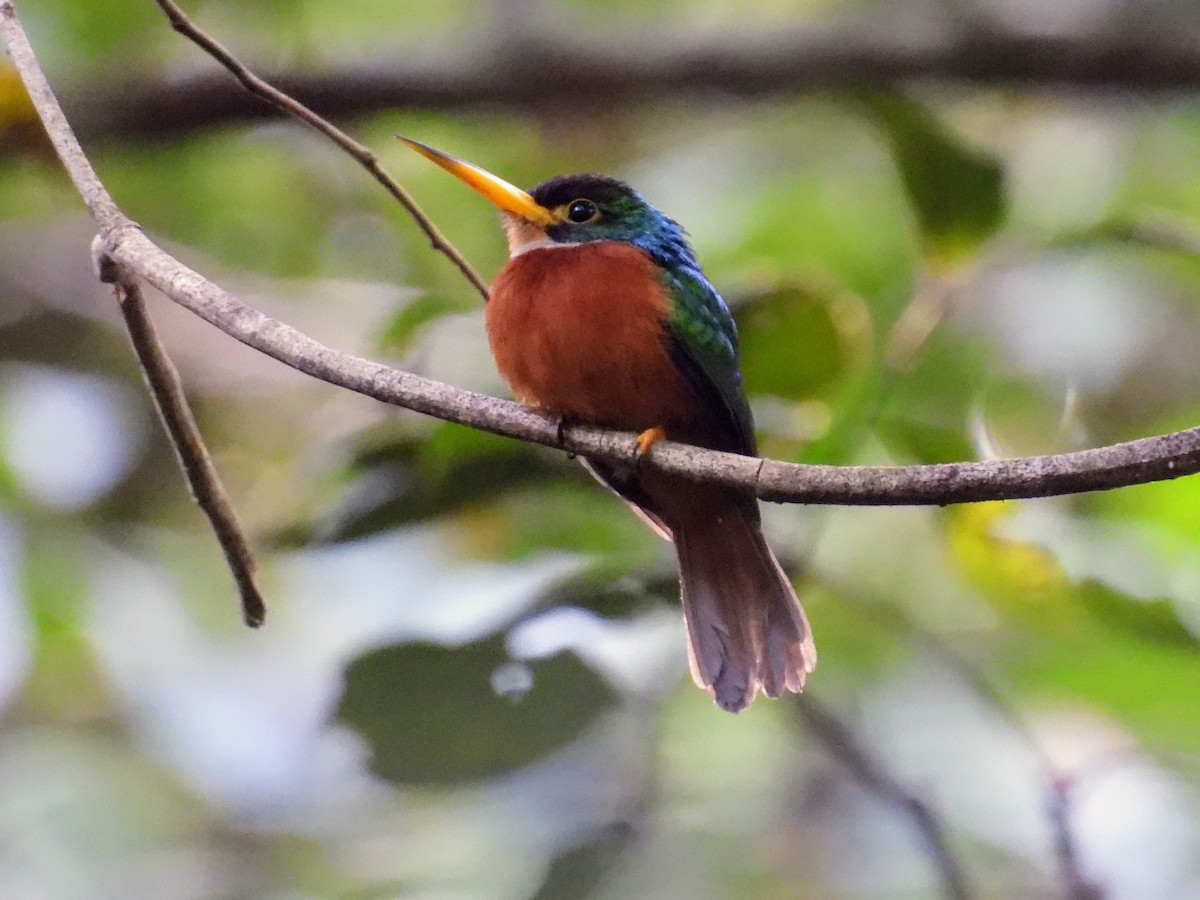 Yellow-billed Jacamar - ML623916692