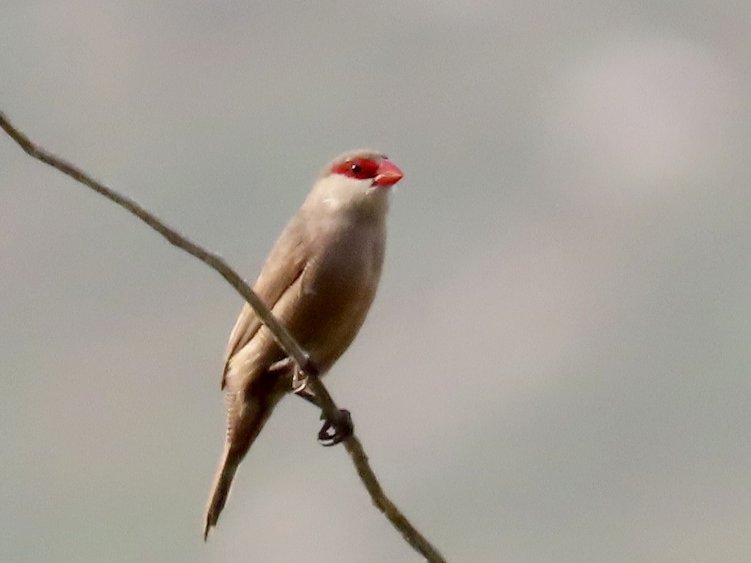 Common Waxbill - ML623916715