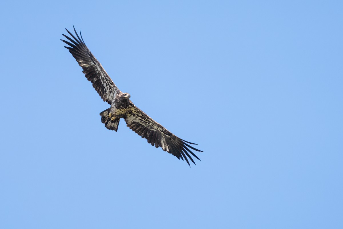 Bald Eagle - ML623916718