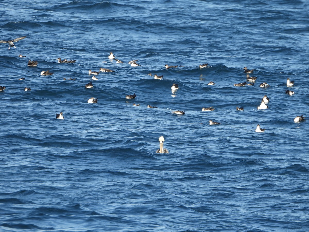 Black-vented Shearwater - ML623916727