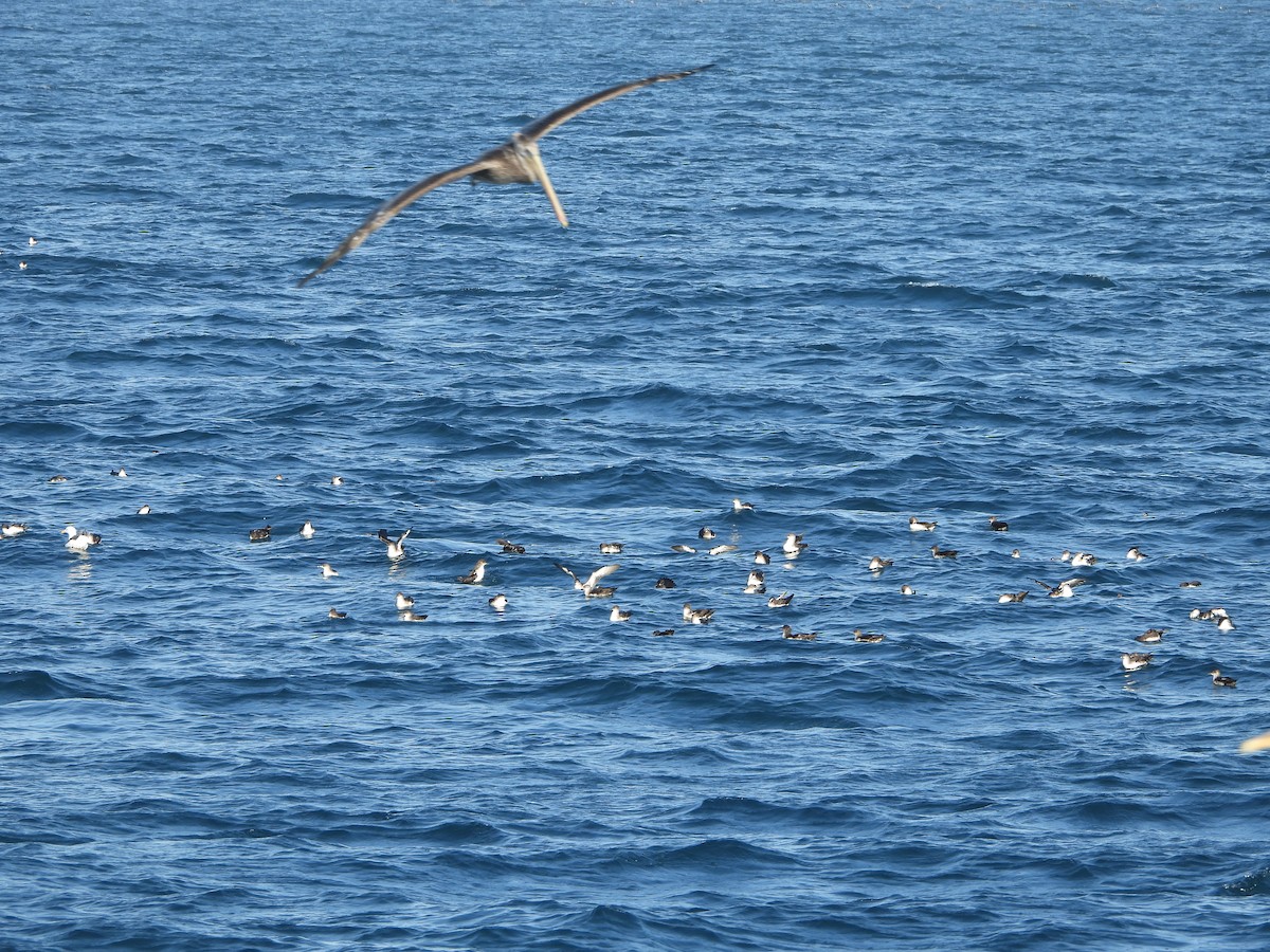 Black-vented Shearwater - ML623916728